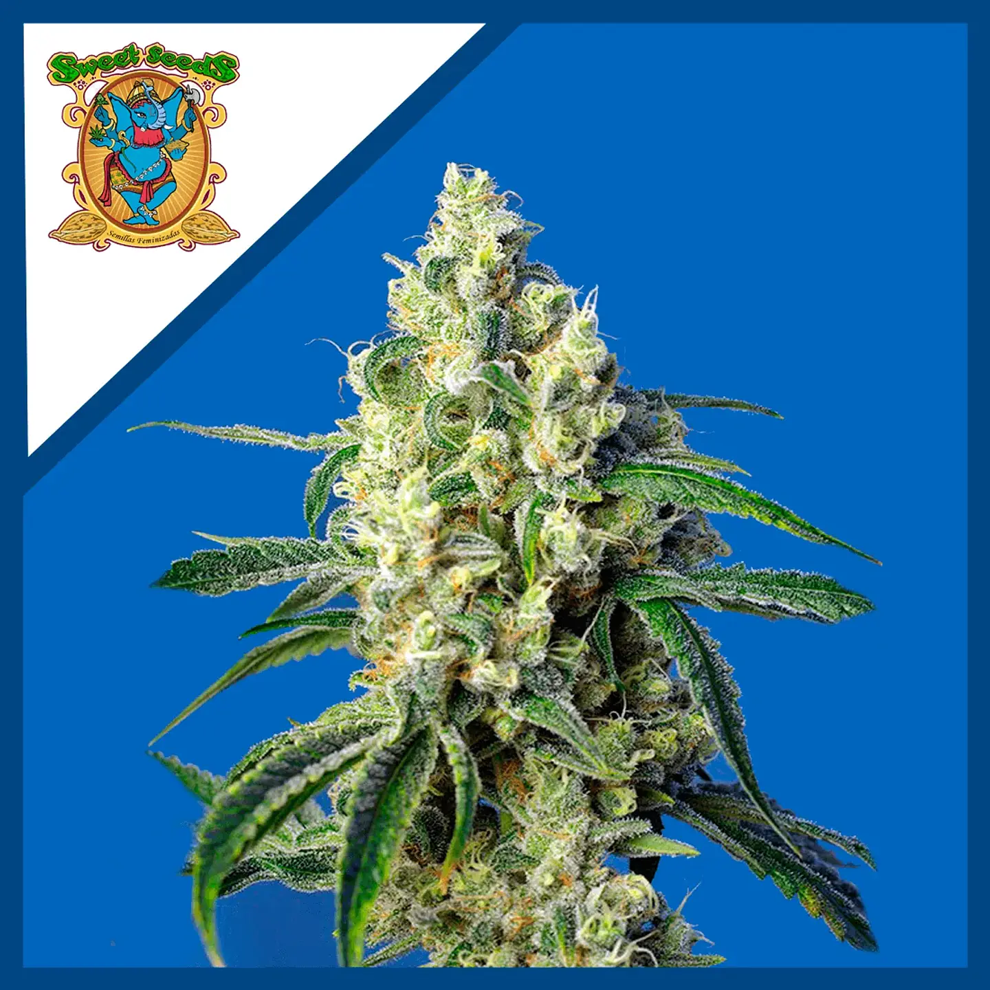 Green Poison Cbd Fem -Sweet Seeds (X5+2/X3+1) 2