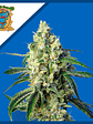 Green Poison Cbd Fem X5+2-Sweet Seeds - Miniatura 2