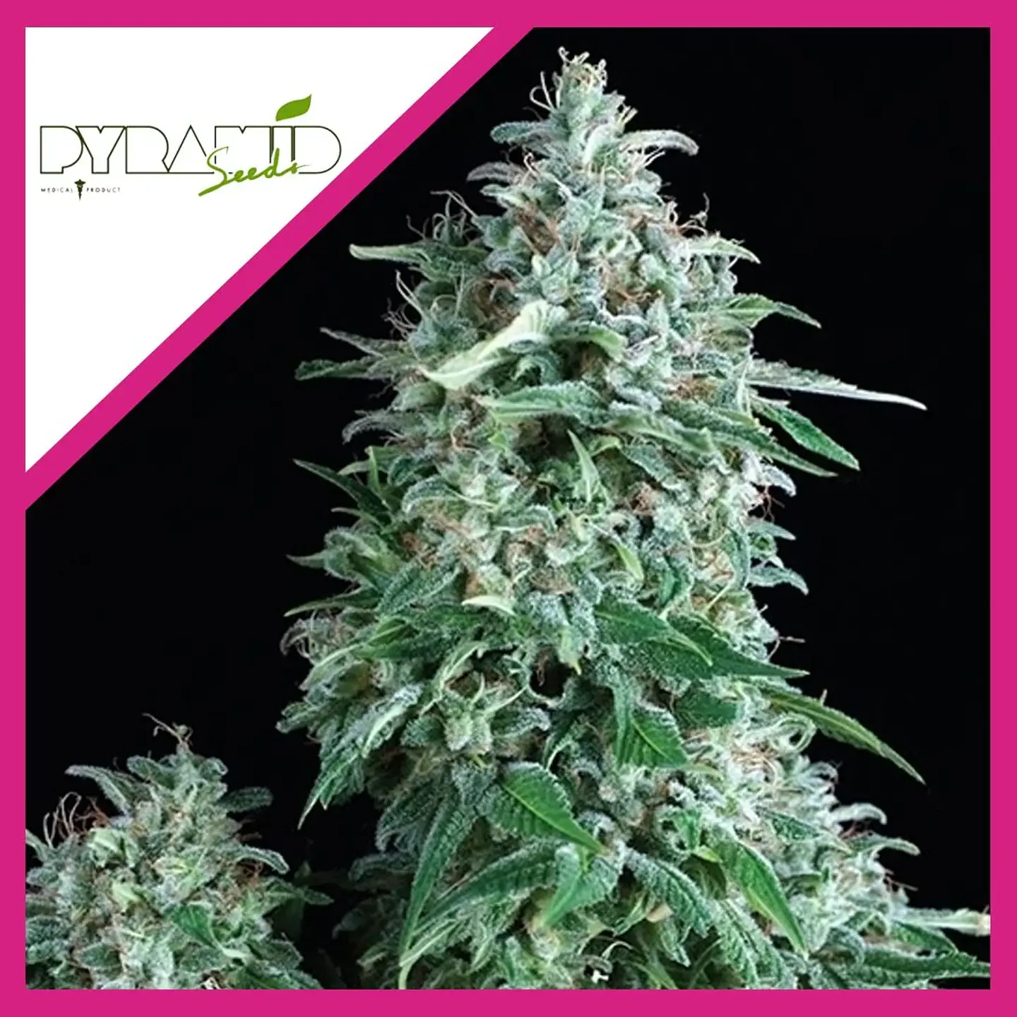Anubis Fem -Pyramid Seeds (X5+2/X3+1/X1) 3