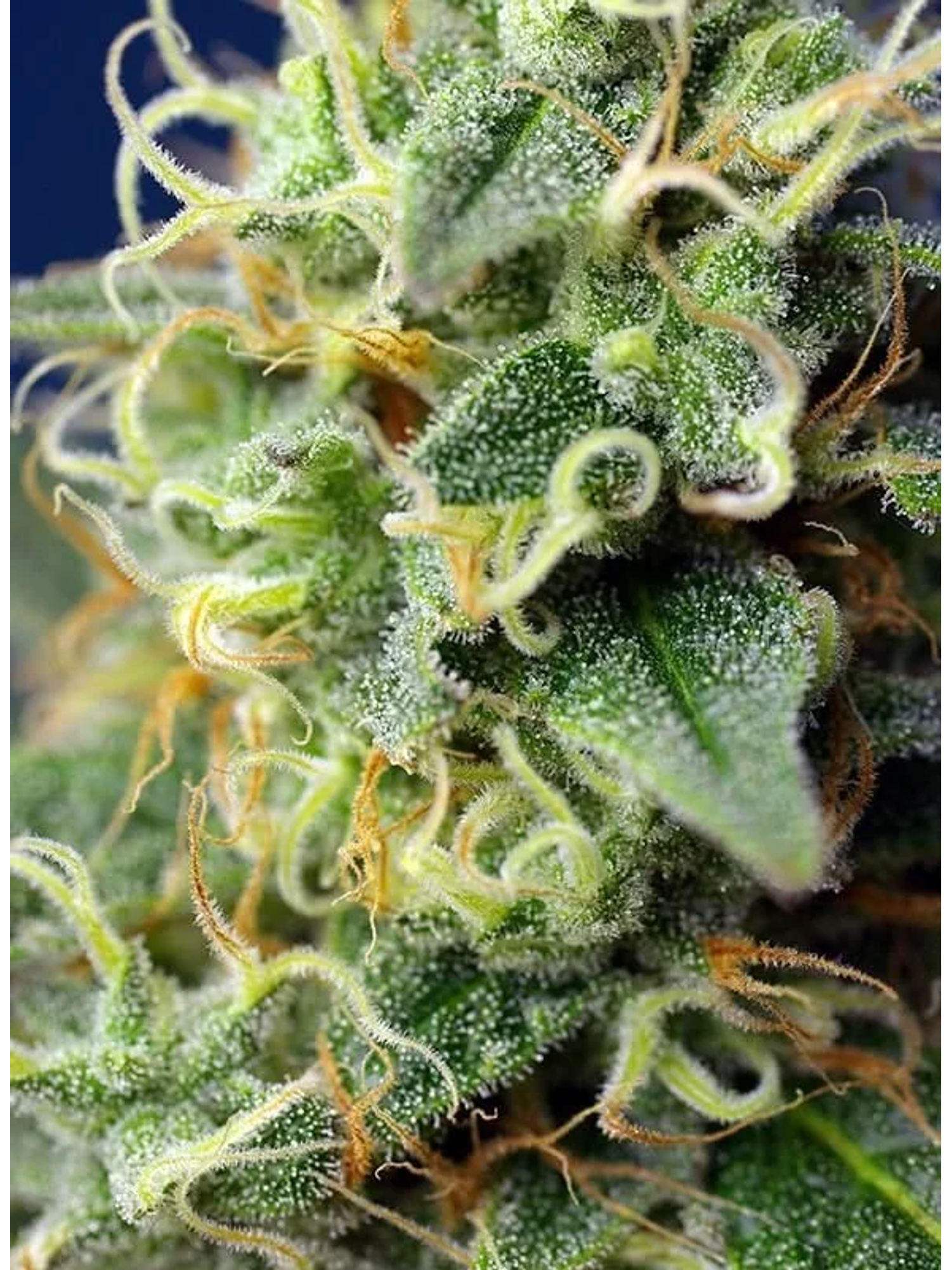 Green Poison Cbd Fem -Sweet Seeds (X5+2/X3+1) 3