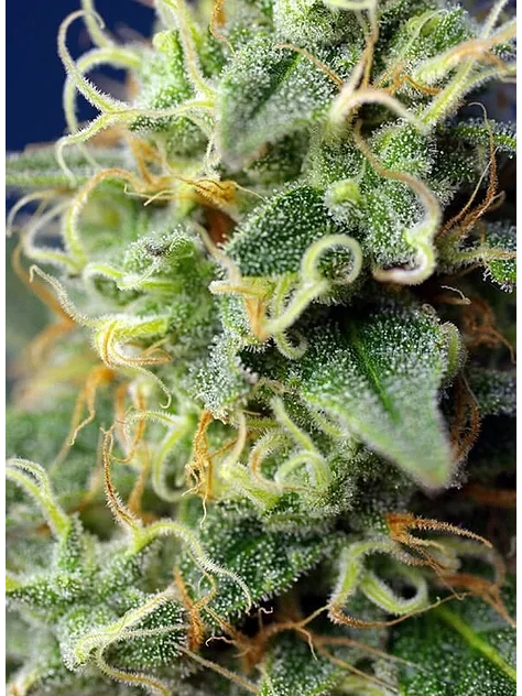 Green Poison Cbd Fem -Sweet Seeds (X5+2/X3+1) 3