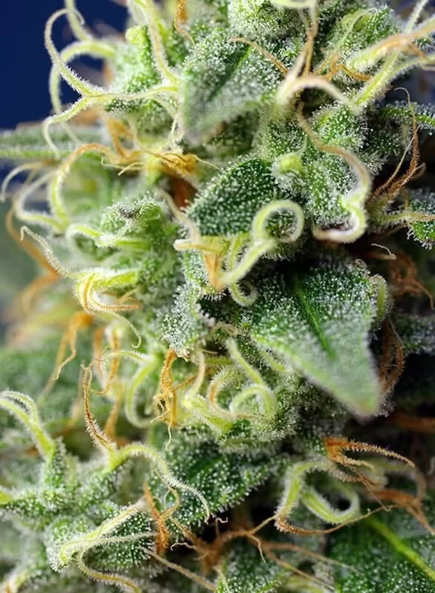 Green Poison Cbd Fem -Sweet Seeds (X5+2/X3+1) 3
