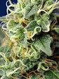 Green Poison Cbd Fem X5+2-Sweet Seeds - Miniatura 3