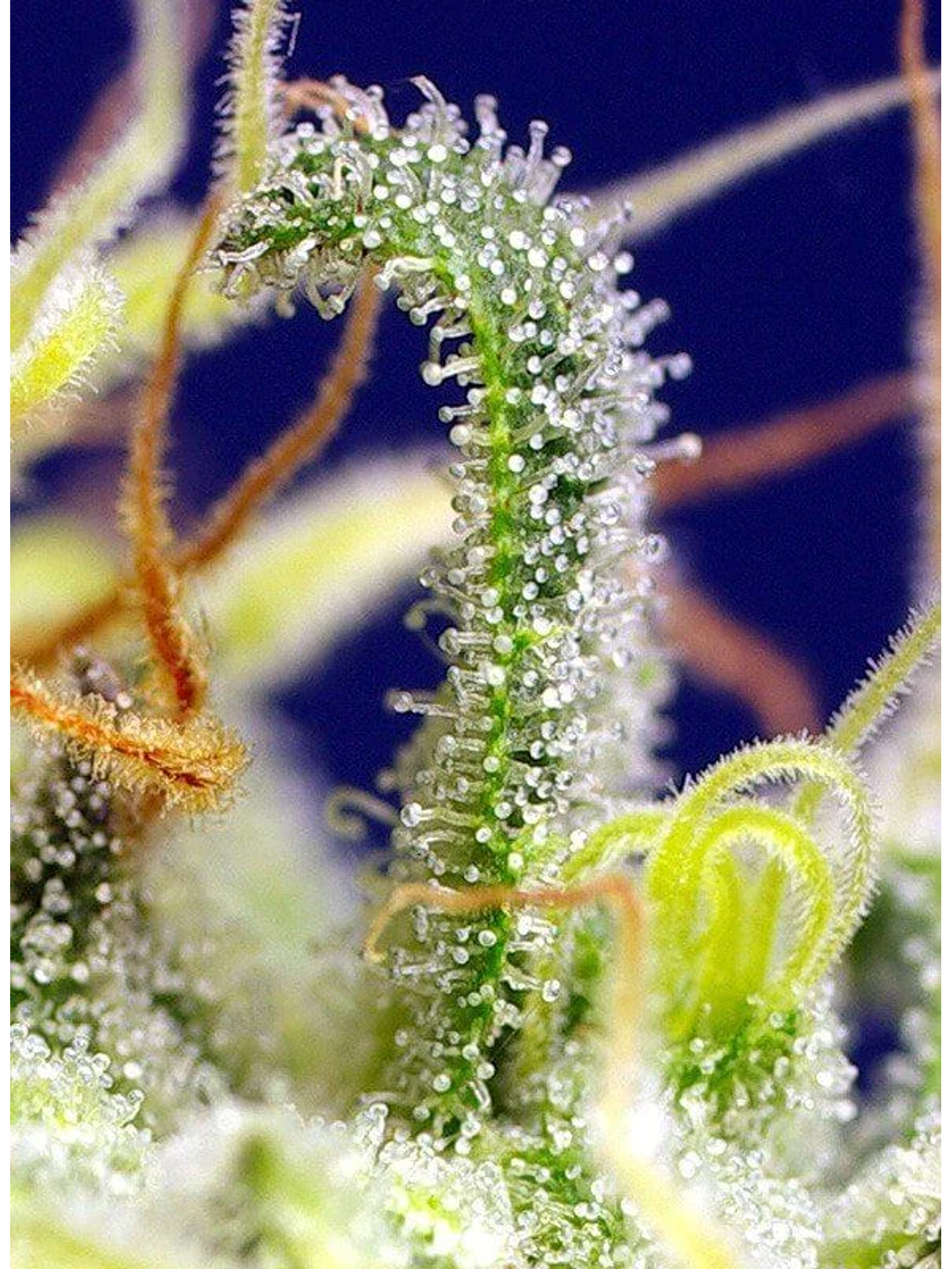 Green Poison Cbd Fem -Sweet Seeds (X5+2/X3+1) 4