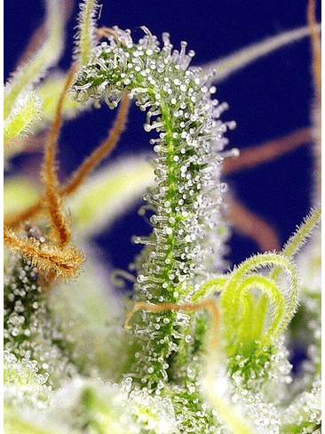 Green Poison Cbd Fem X5+2-Sweet Seeds 4