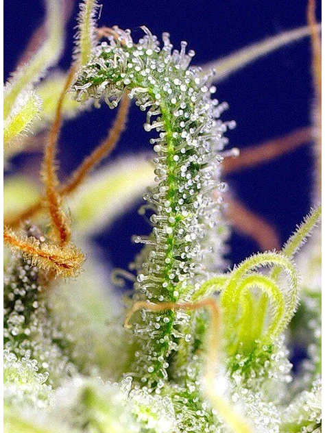 Green Poison Cbd Fem -Sweet Seeds (X5+2/X3+1) 4