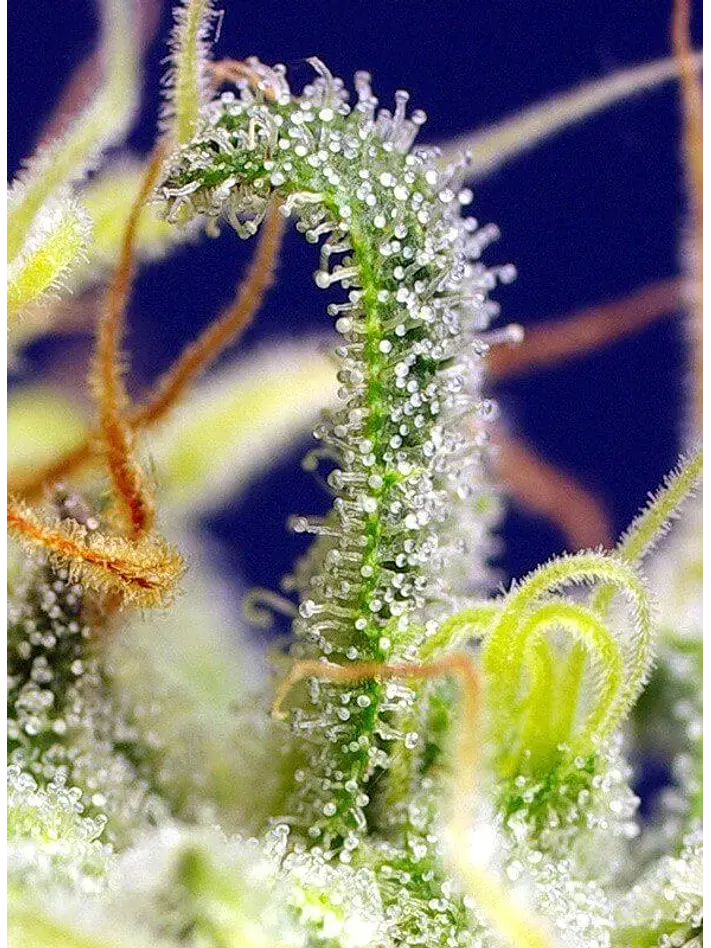 Green Poison Cbd Fem -Sweet Seeds (X5+2/X3+1) 4