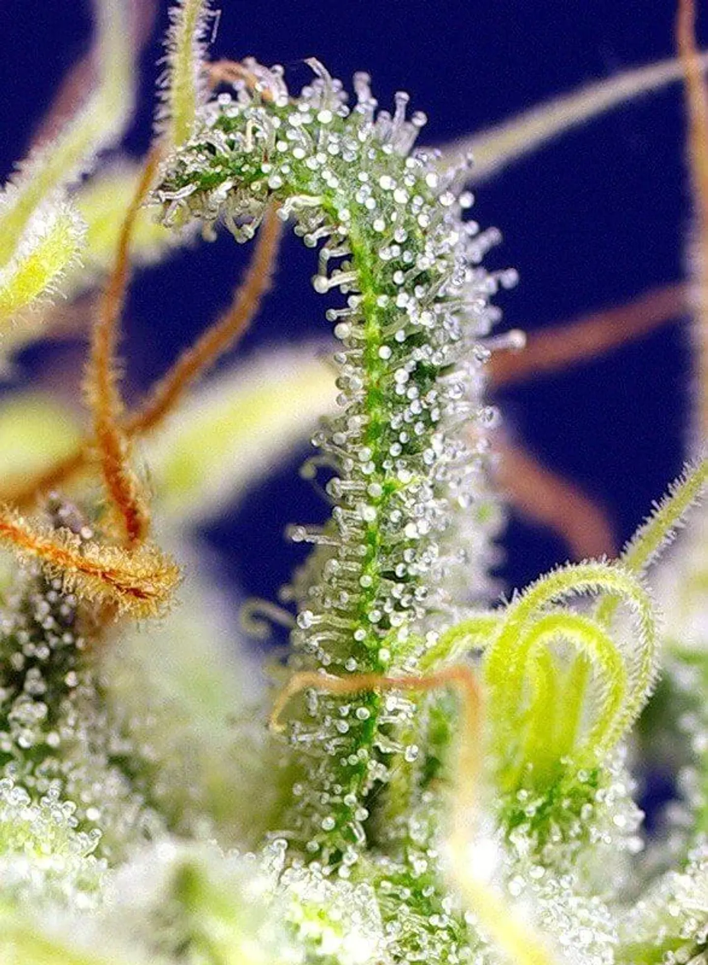 Green Poison Cbd Fem -Sweet Seeds (X5+2/X3+1) 4