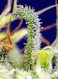 Green Poison Cbd Fem -Sweet Seeds (X5+2/X3+1) - Miniatura 4