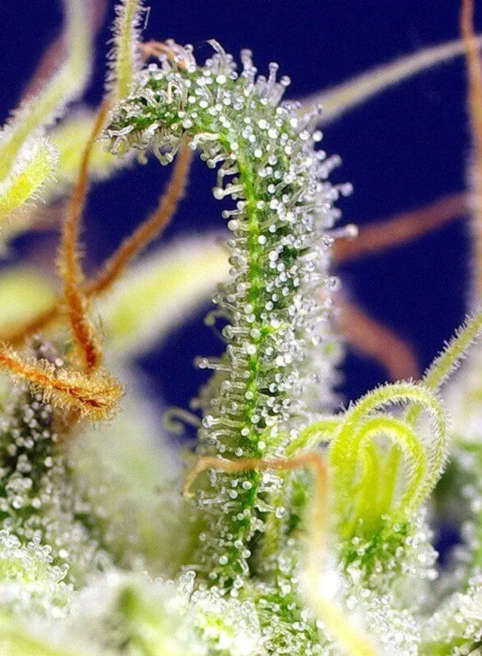 Green Poison Cbd Fem -Sweet Seeds (X5+2/X3+1) 4