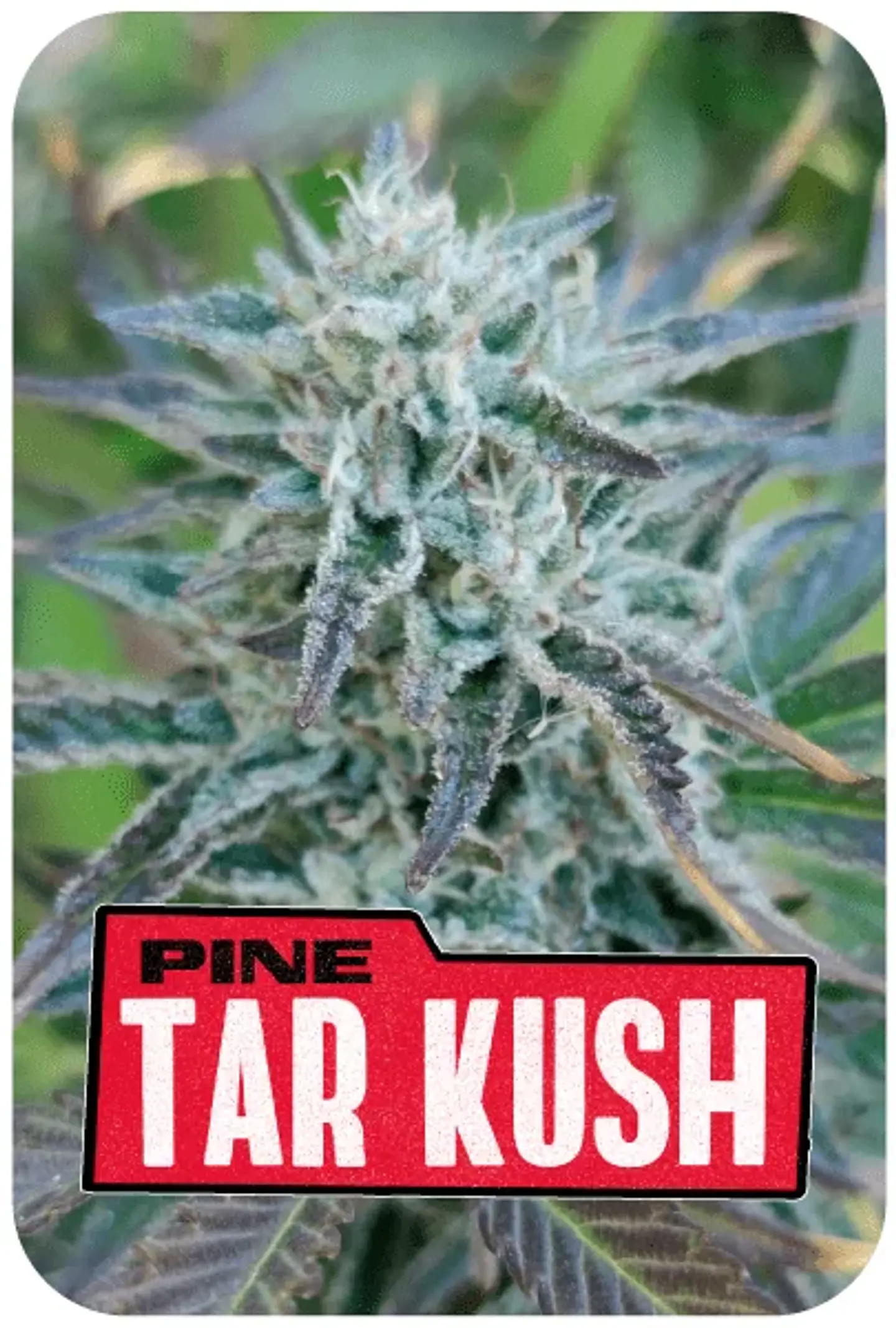 Pine Tar Kush L.E. -Bsf (X12/X7/X4) 2