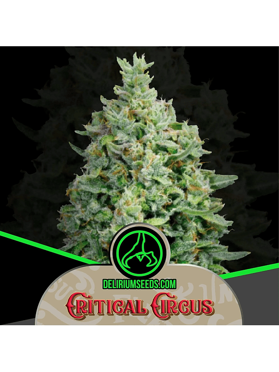 Critical Circus Fast -Delirium Seeds (X4/X2/X1) 2