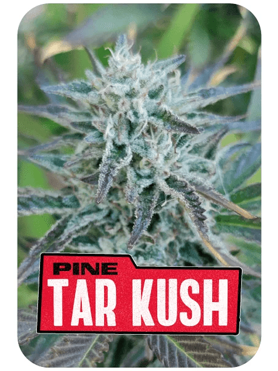 Pine Tar Kush L.E. X12-Bsf 4