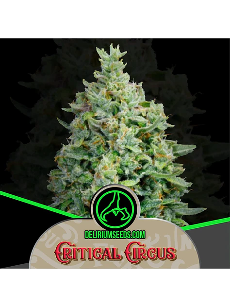 Critical Circus Fast -Delirium Seeds (X4/X2/X1) 4