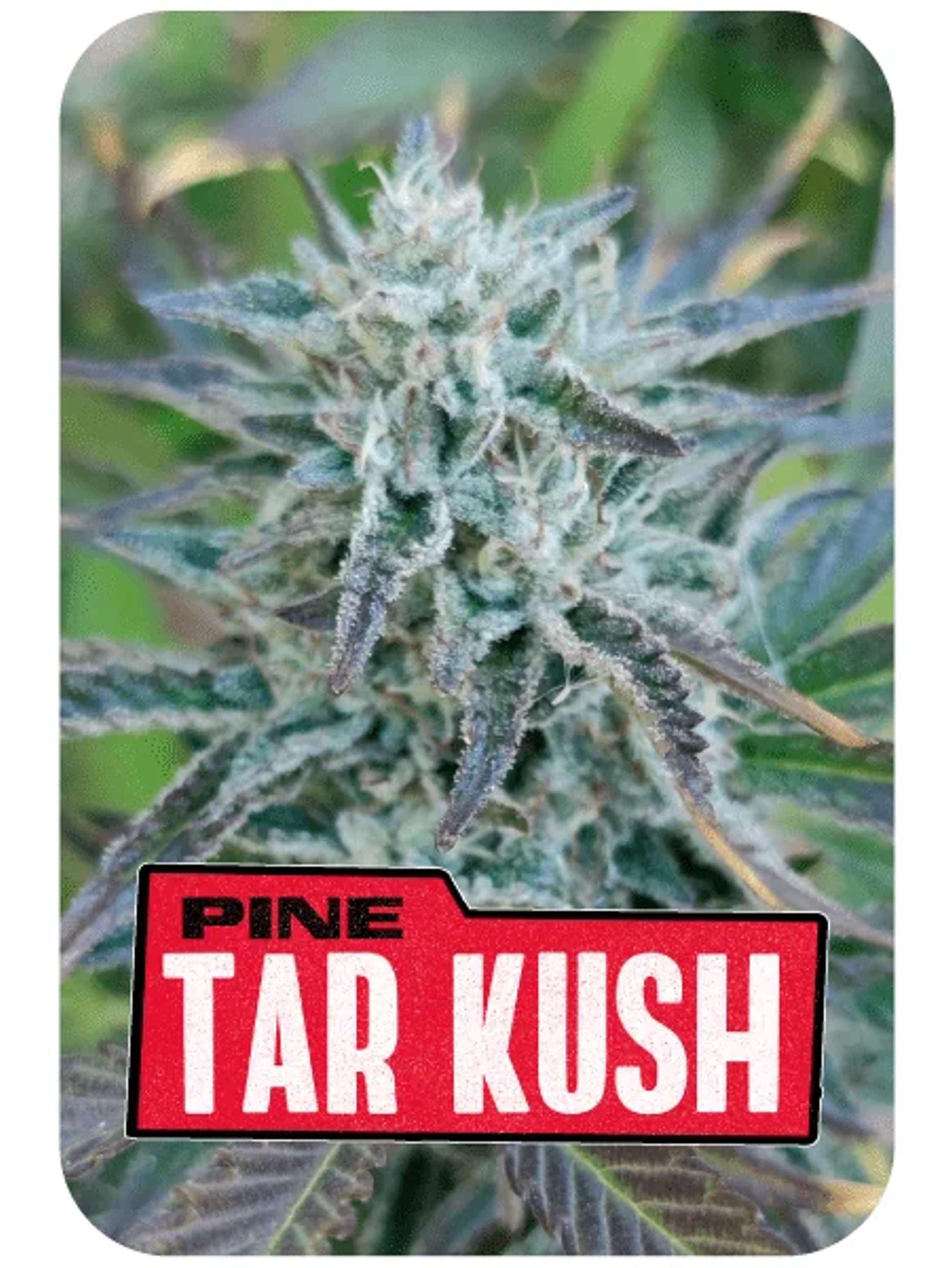 Pine Tar Kush L.E. -Bsf (X12/X7/X4) 3