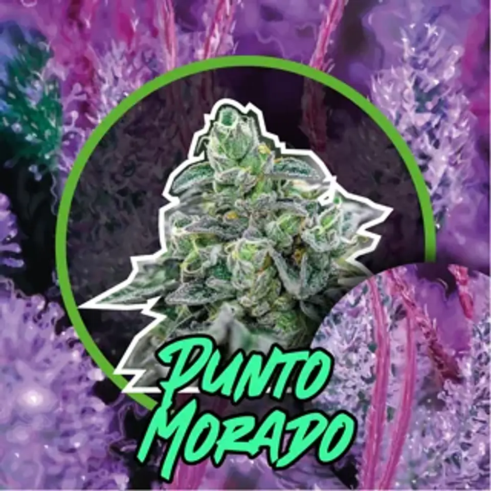 Punto Morado Fem -Delirium Seeds (X100/X4/X2/X1) 4