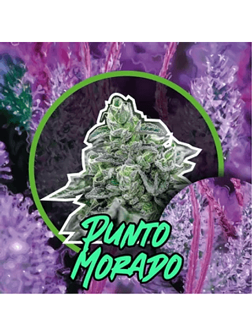 Punto Morado Fem X100-Delirium Seeds 5