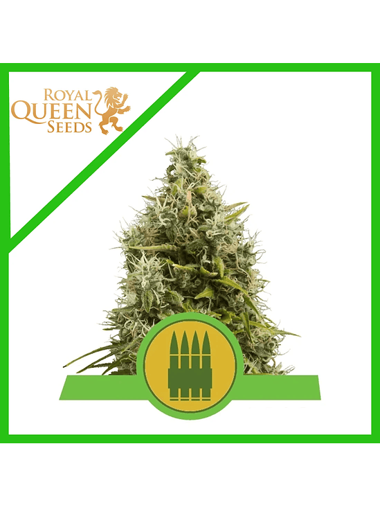 Royal Ak Auto X100-Royal Queen Seeds 2