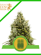 Royal Ak Auto X100-Royal Queen Seeds - Miniatura 2