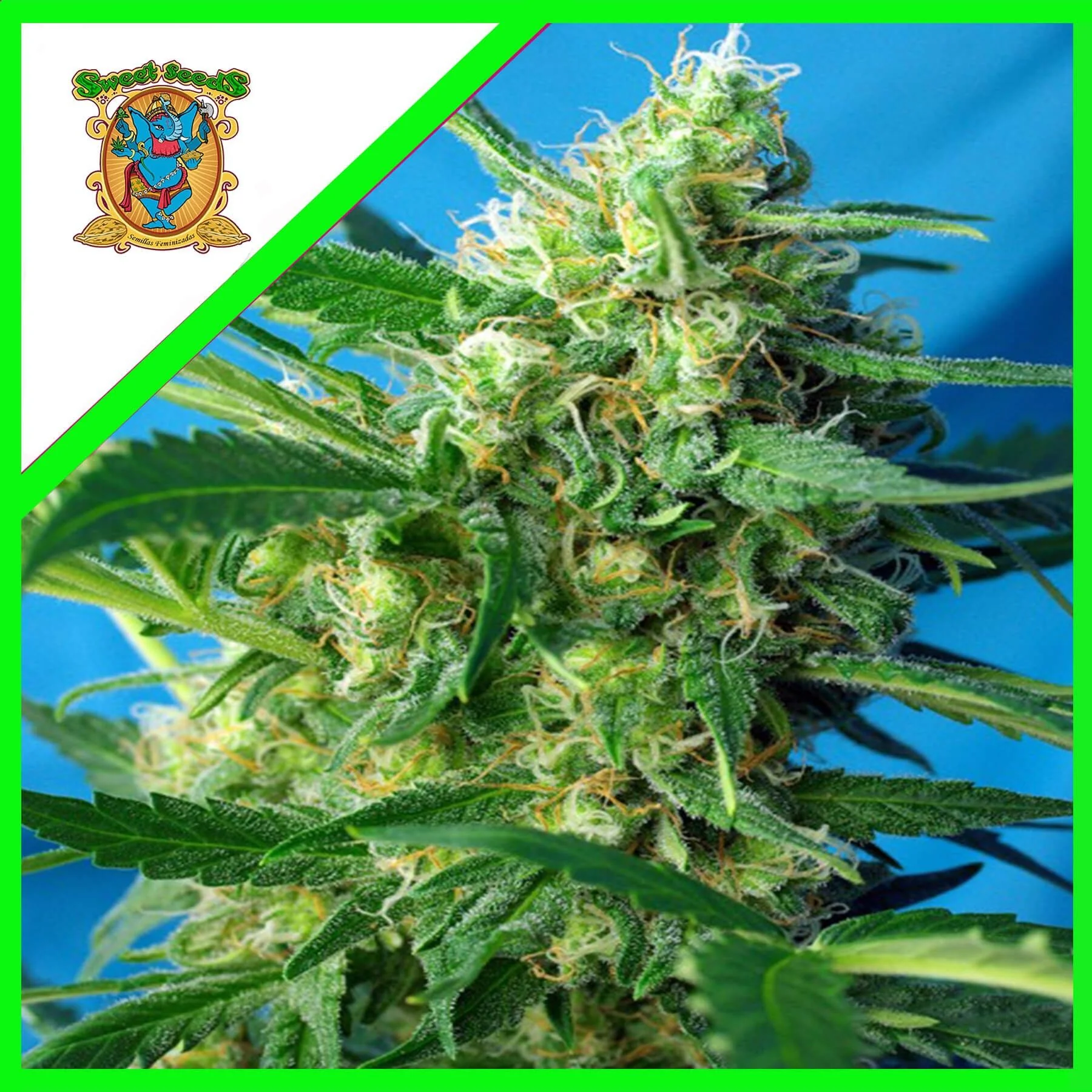 Nyc Diesel Auto -Sweet Seeds (X100/X25/X3+1) 3