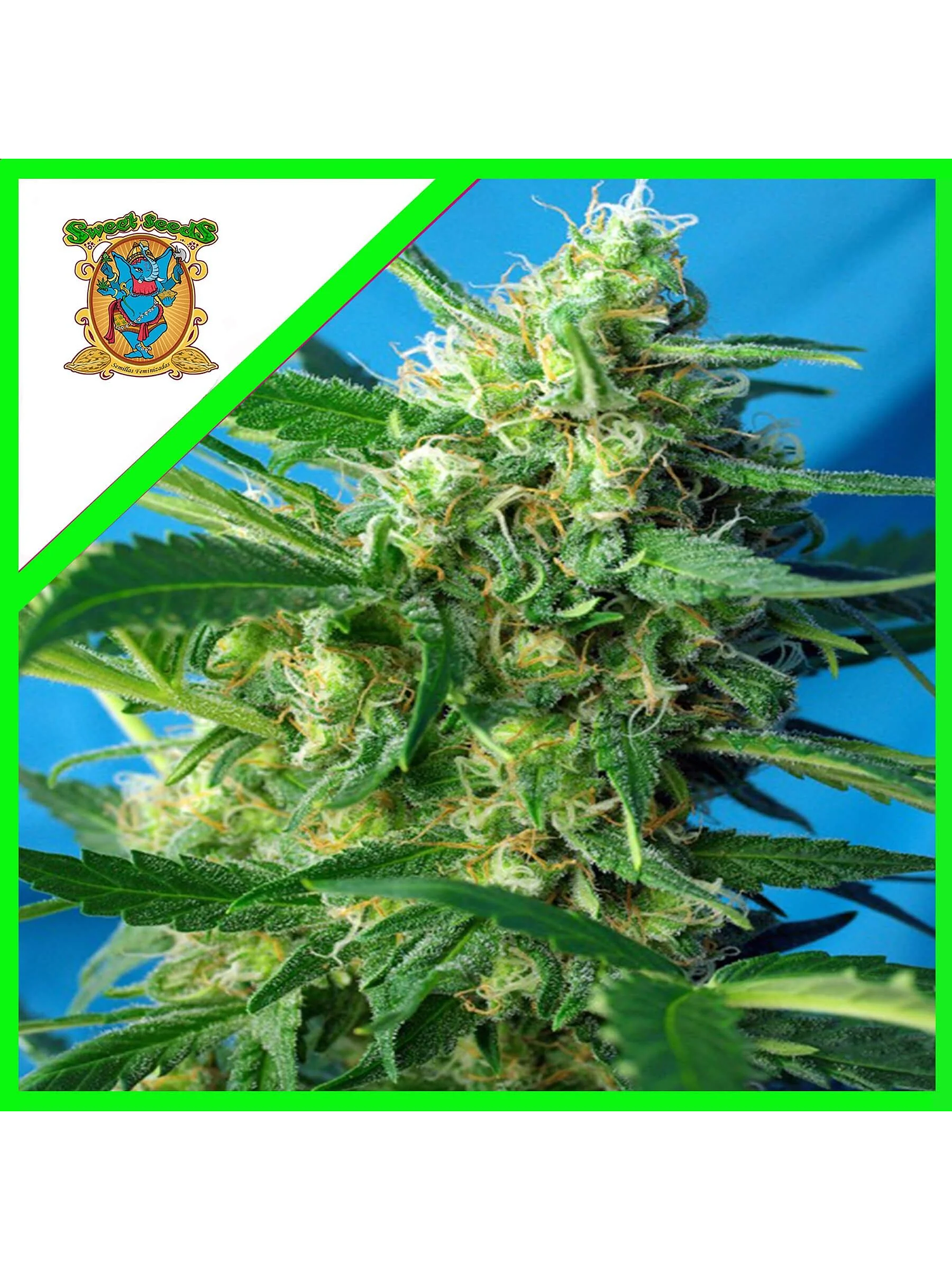 Nyc Diesel Auto -Sweet Seeds (X100/X25/X3+1) 3