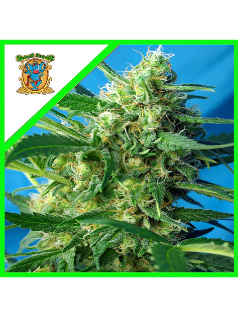 Nyc Diesel Auto -Sweet Seeds (X100/X25/X3+1) 3