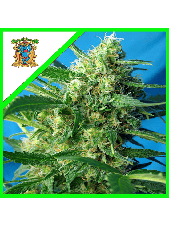 Nyc Diesel Auto -Sweet Seeds (X100/X25/X3+1) 3