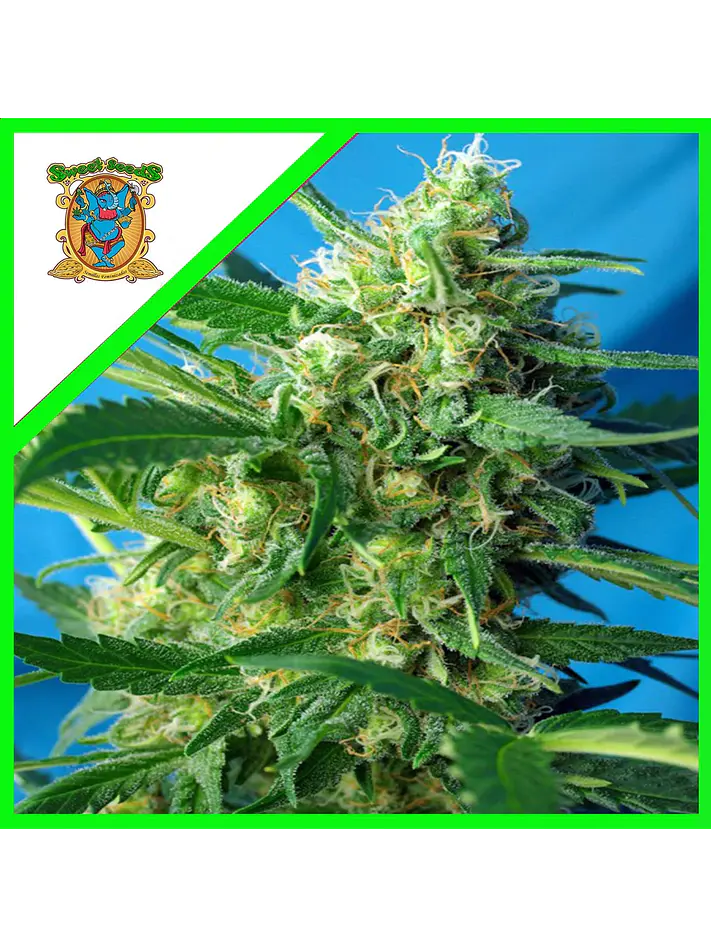 Nyc Diesel Auto -Sweet Seeds (X100/X25/X3+1) 3