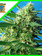 Nyc Diesel Auto -Sweet Seeds (X100/X25/X3+1) - Miniatura 3