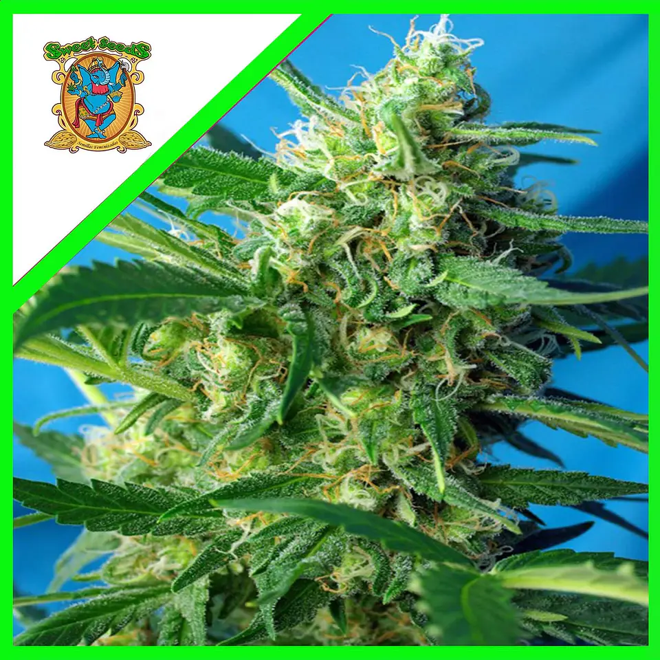 Nyc Diesel Auto -Sweet Seeds (X100/X25/X3+1) 3