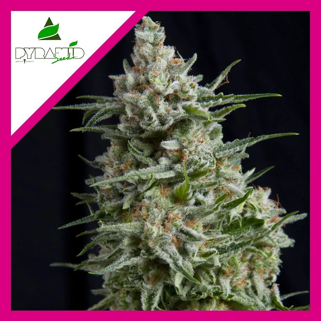 Anesthesia Fem -Pyramid Seeds (X5+2/X3/X3+1/X1) 2