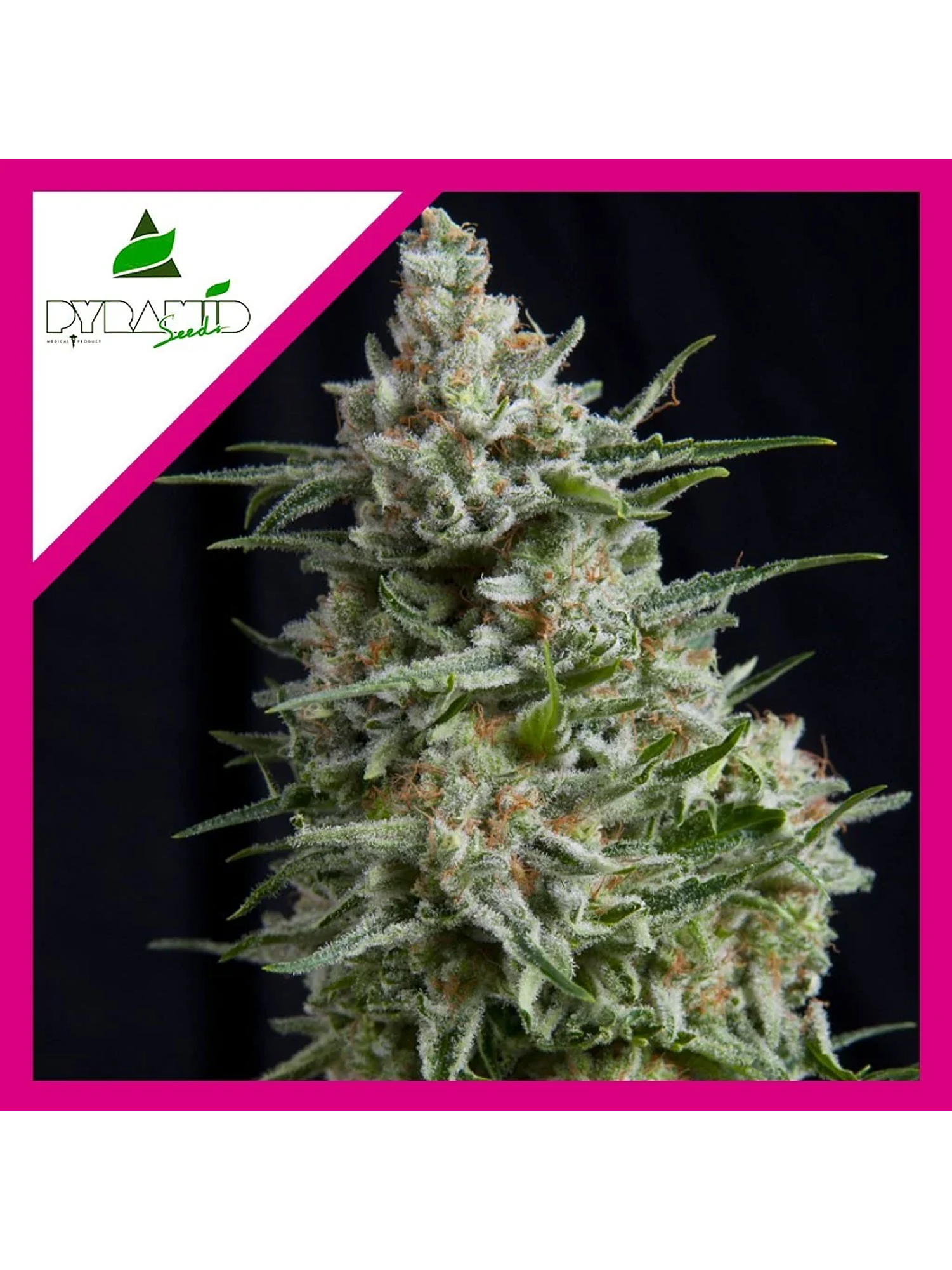 Anesthesia Fem -Pyramid Seeds (X5+2/X3/X3+1/X1) 2