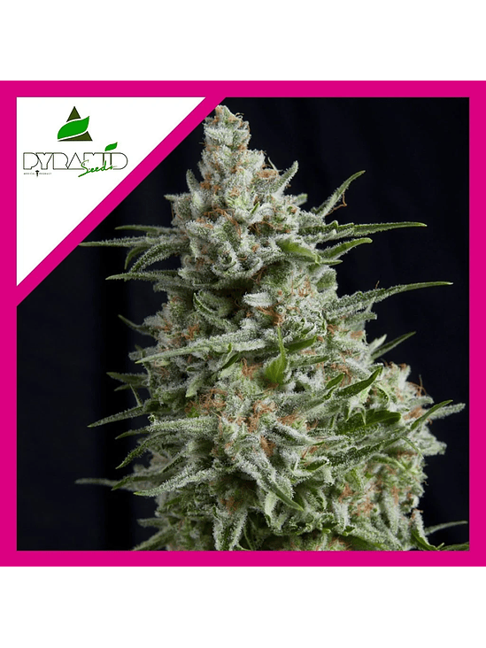 Anesthesia  Fem X5+2-Pyramid Seeds 2