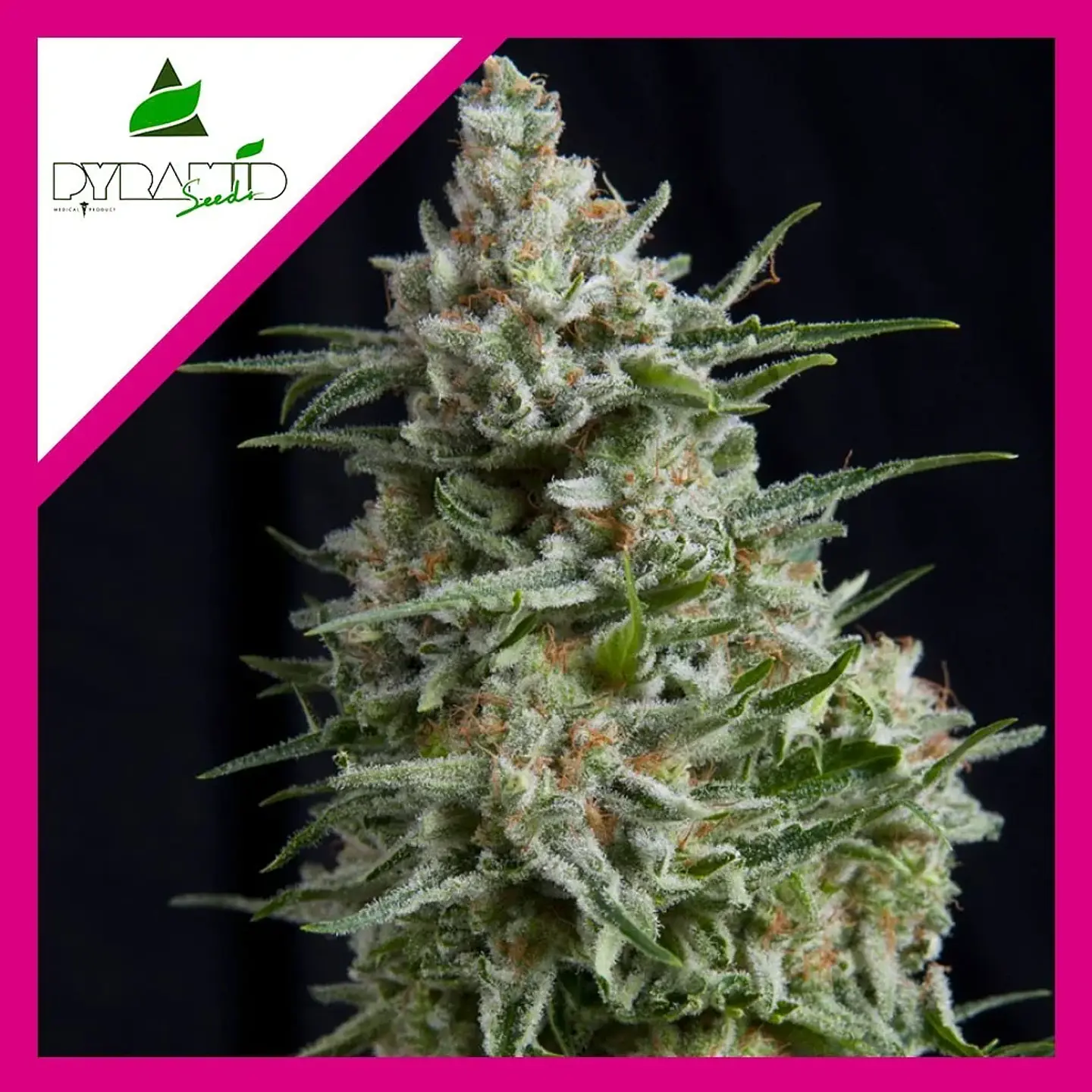 Anesthesia Fem -Pyramid Seeds (X5+2/X3/X3+1/X1) 2