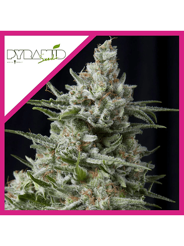 Anesthesia  Fem X5+2-Pyramid Seeds 4