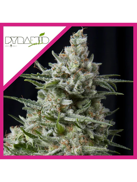 Anesthesia Fem -Pyramid Seeds (X5+2/X3/X3+1/X1) 4