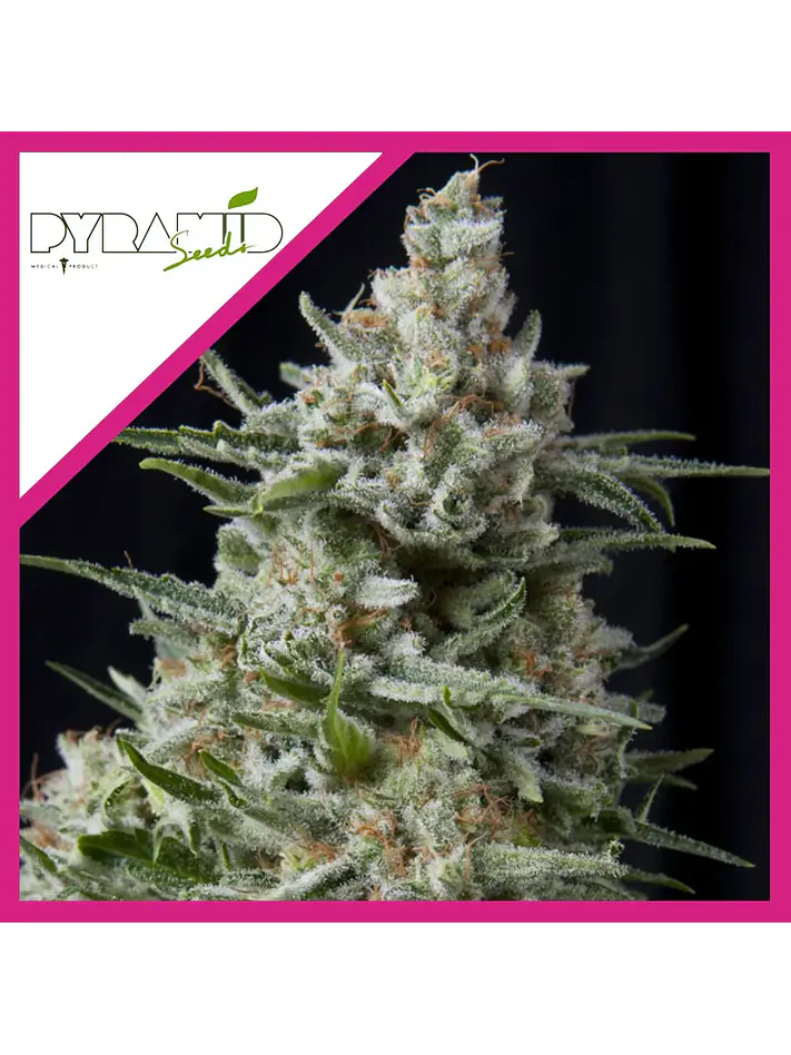 Anesthesia Fem -Pyramid Seeds (X5+2/X3/X3+1/X1) 4