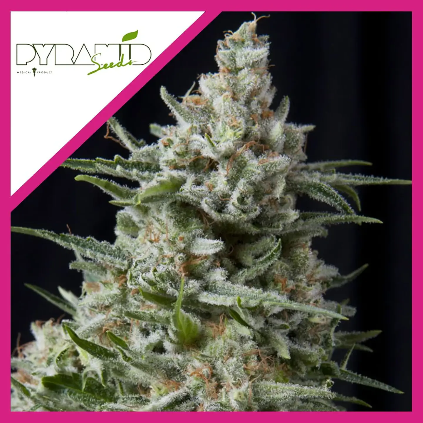 Anesthesia Fem -Pyramid Seeds (X5+2/X3/X3+1/X1) 4