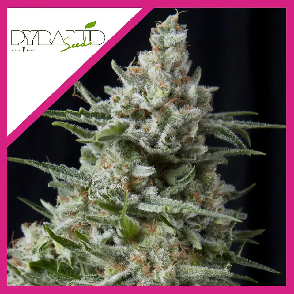 Anesthesia Fem -Pyramid Seeds (X5+2/X3/X3+1/X1) 4