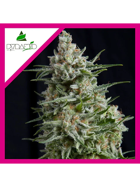Anesthesia Fem -Pyramid Seeds (X5+2/X3/X3+1/X1) 6