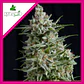 Anesthesia Fem -Pyramid Seeds (X5+2/X3/X3+1/X1) - Miniatura 6