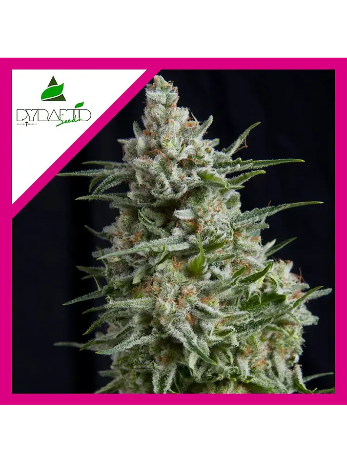 Anesthesia Fem -Pyramid Seeds (X5+2/X3/X3+1/X1) 3