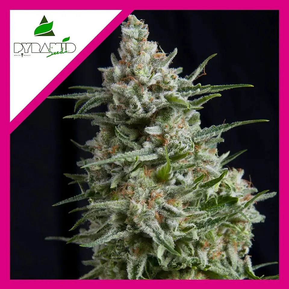 Anesthesia Fem -Pyramid Seeds (X5+2/X3/X3+1/X1) 3