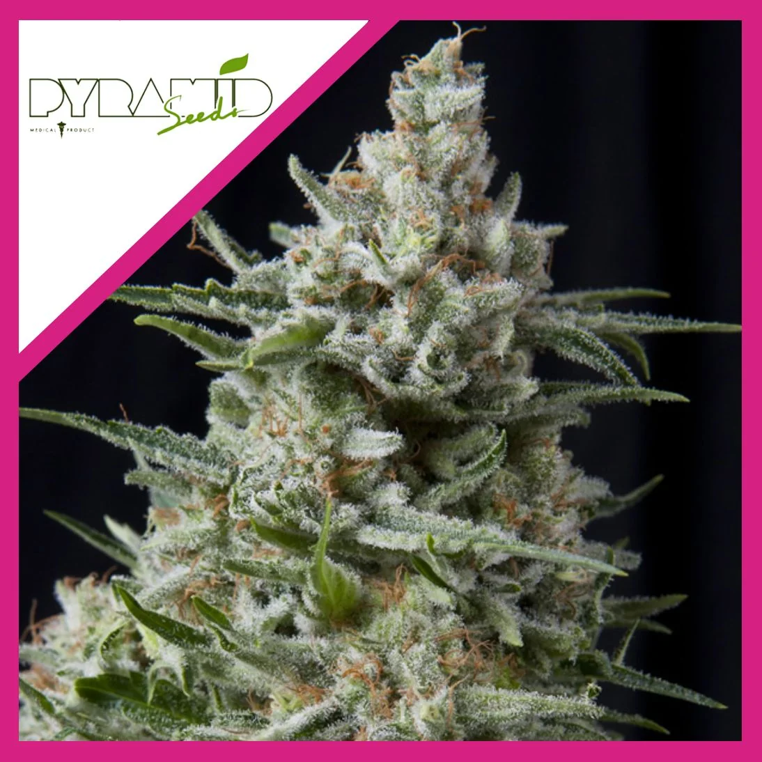 Anesthesia Fem -Pyramid Seeds (X5+2/X3/X3+1/X1) 5