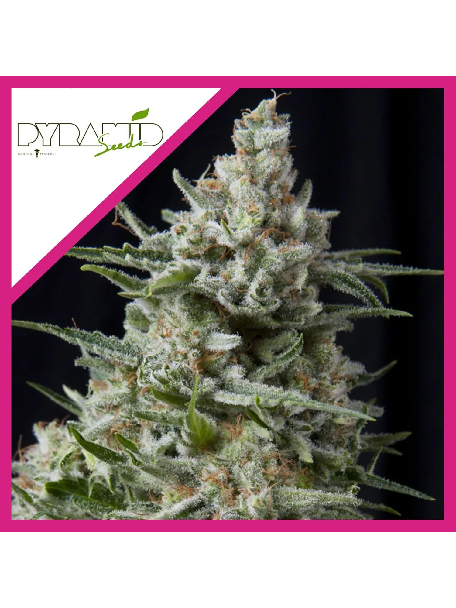 Anesthesia Fem -Pyramid Seeds (X5+2/X3/X3+1/X1) 5