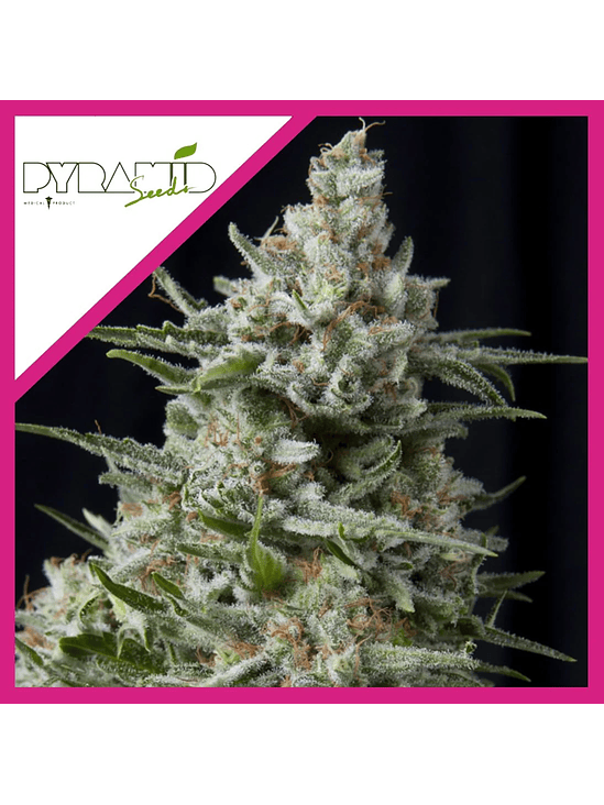 Anesthesia  Fem X5+2-Pyramid Seeds 5