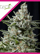 Anesthesia  Fem X5+2-Pyramid Seeds - Miniatura 5