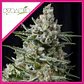 Anesthesia Fem -Pyramid Seeds (X5+2/X3/X3+1/X1) - Miniatura 5