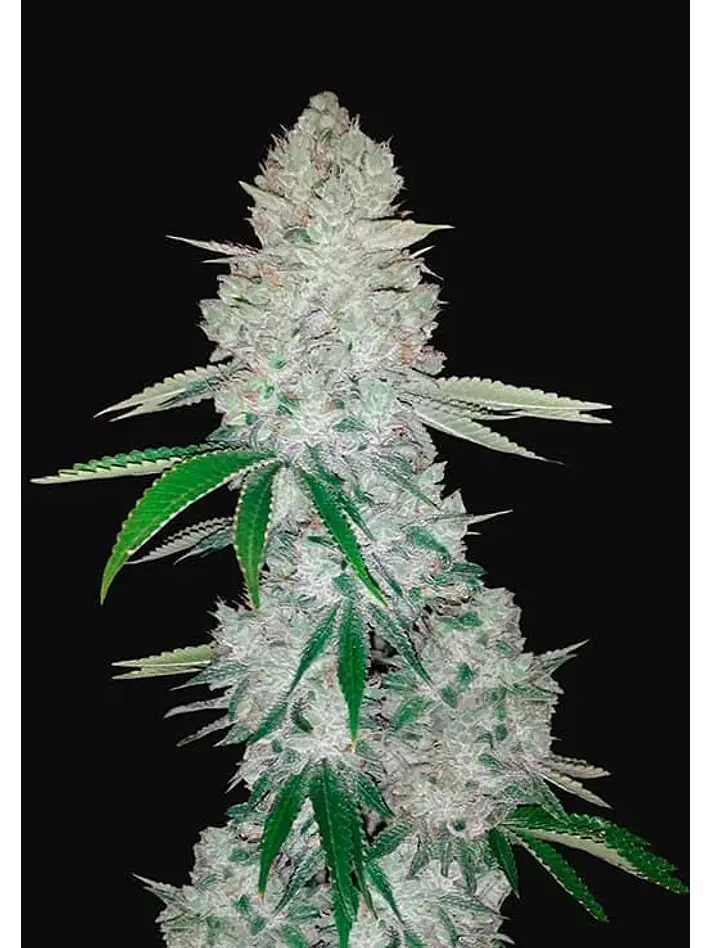 Gorilla Glue Auto -Fast Buds (X3/X1) 3