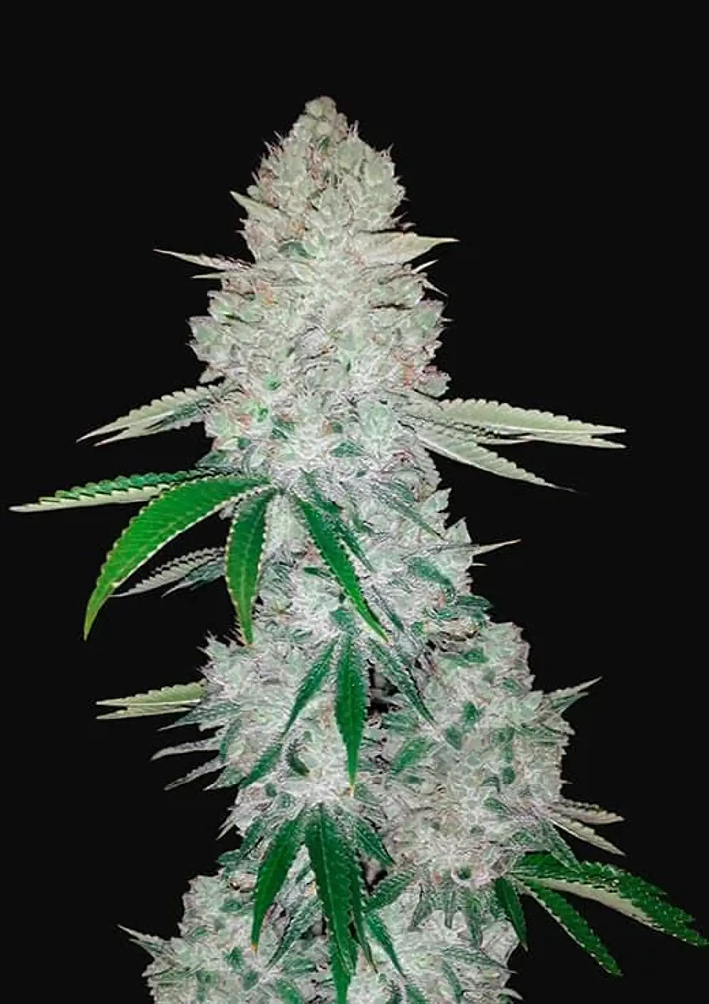 Gorilla Glue Auto -Fast Buds (X3/X1) 3